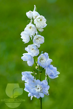 Delphinium Lavender - 70cm