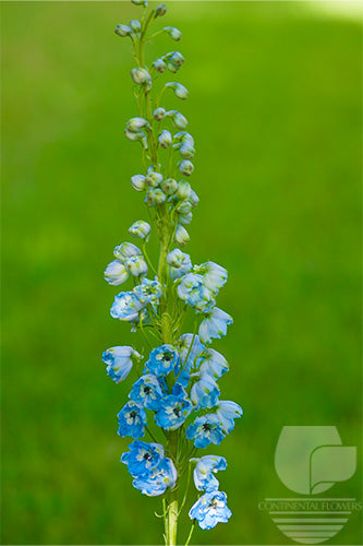 Delphinium Light Blue - 70cm