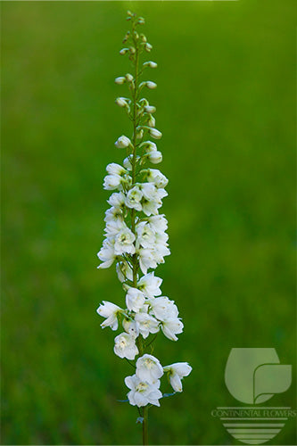 Delphinium White - 80cm