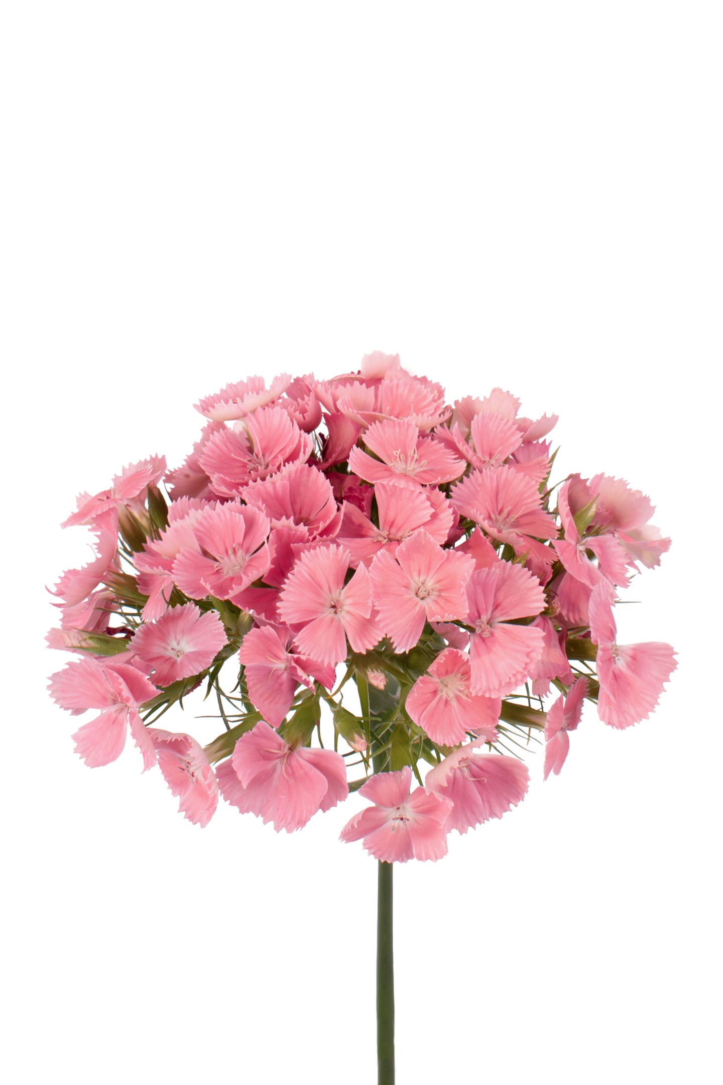 DIANTHUS-BALL-BREANTHUS-TSAR-frontal-1980x2970.png