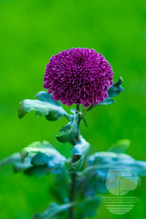 Disbud Purple Aragon XXX