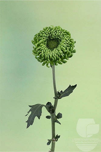 Disbud Green Bombellini XXX