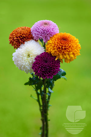 Disbud Assorted - XXX