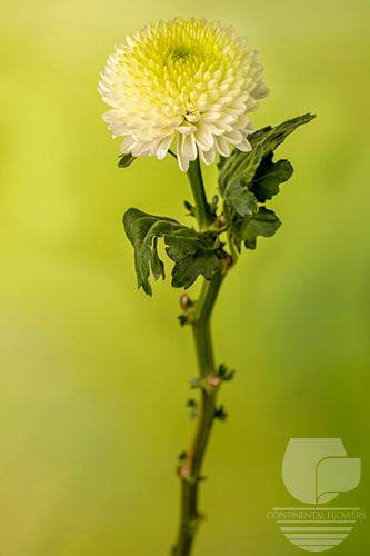 Disbud White Zonar XXX