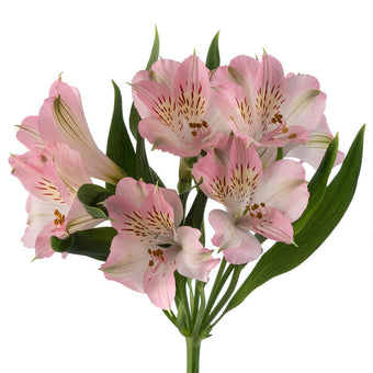 compare product Alstroemeria Select Pink