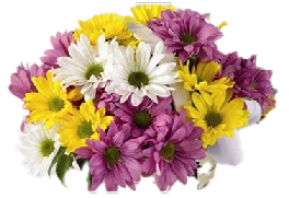 Pompon Daisy Assorted