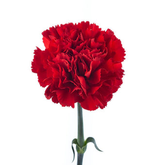 compare product Carnation Select Red