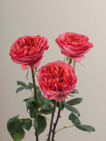 compare product Roses Coral Dark X-pression 40cm