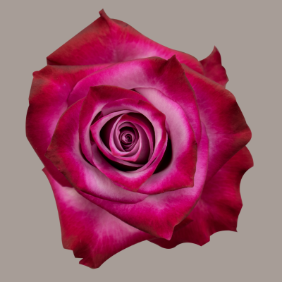 Color Roses Deep Purple Lavender 50 Cm