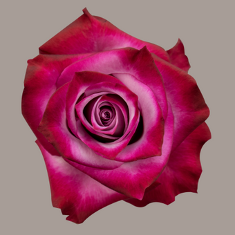 compare product Color Roses Deep Purple Lavender 50 Cm