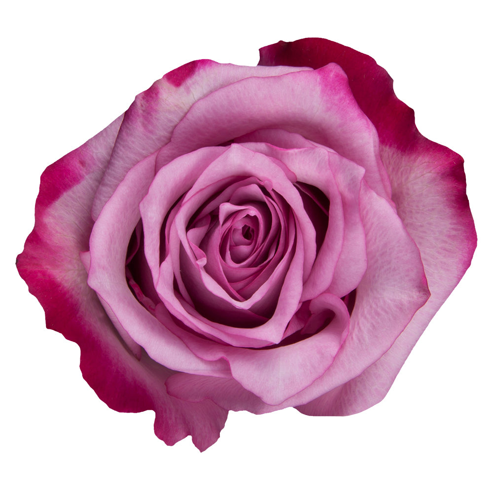 Deep-Purple.jpg
