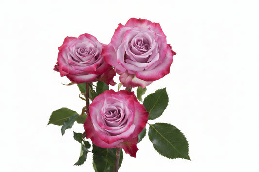 Deep_Purple_Trio_View.jpg