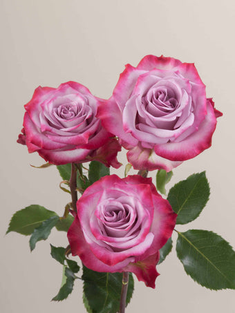 compare product Roses Lavender Bi-Color Deep Purple 40cm