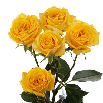 compare product Spray Rose 50cm Yellow Easter Sun