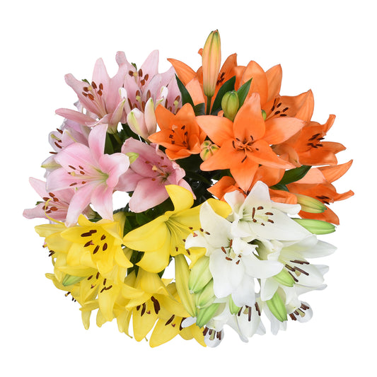 Lily La Hy Assorted 3/5 Blm 100 S/H