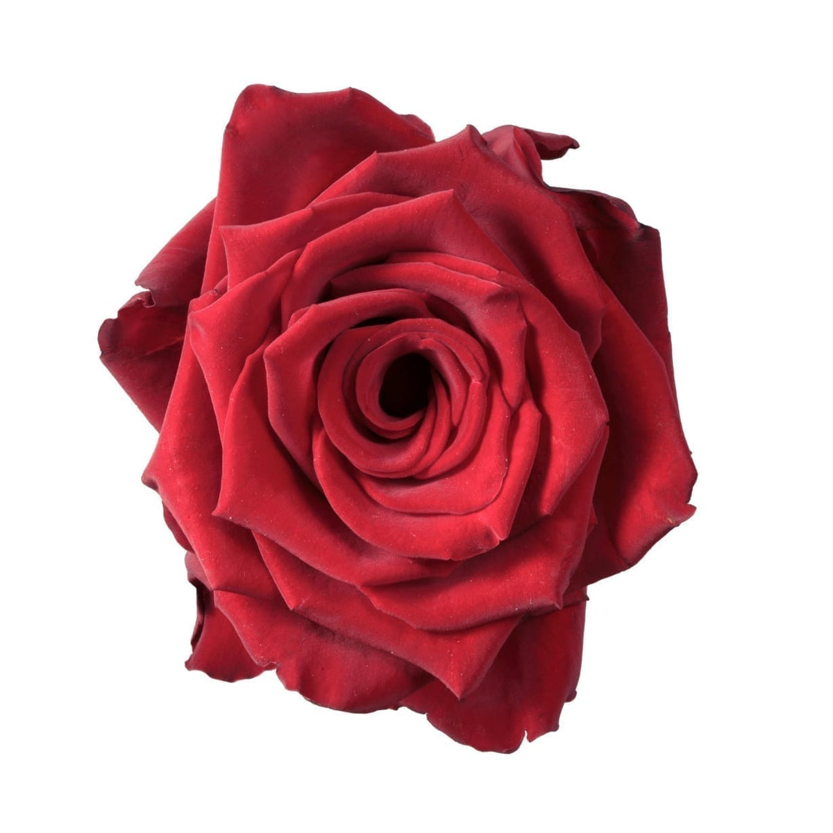 EXPLORER Red Rose 50
