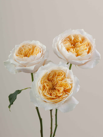 compare product Roses Peach Effie 80cm