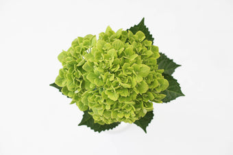 compare product Hydrangea Emerald Select 40ST QB