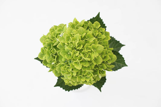 Hydrangea Emerald Select 40ST QB