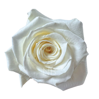 compare product ESCIMO WHITE ROSE 40 CM