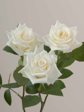 compare product Roses White Escimo 80cm