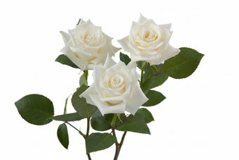 compare product Roses White Escimo 50cm