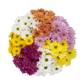 compare product Daisy Assorted Ng 12 B/Q