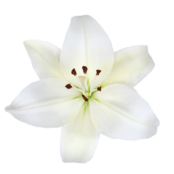 compare product Lily La Hy White 3/5 Blm 100 S/H