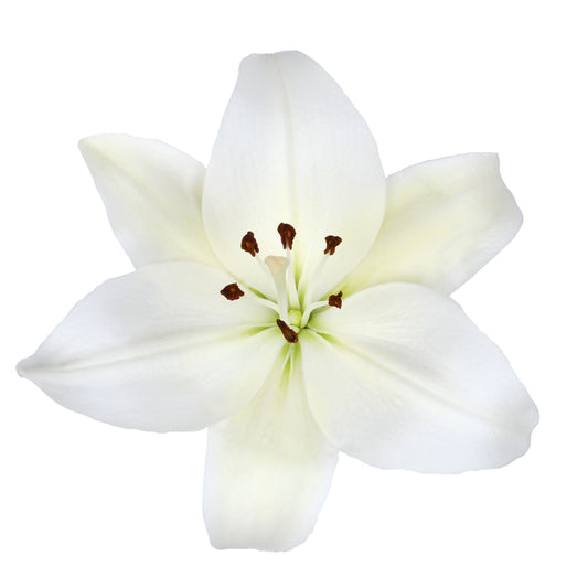 Esmeralda_Lilium-LA-Hybrid-_Albidona_White-.jpg