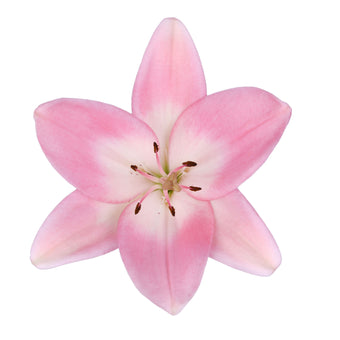 compare product Lily La Hy Pink 3/5 Blm 100 S/H