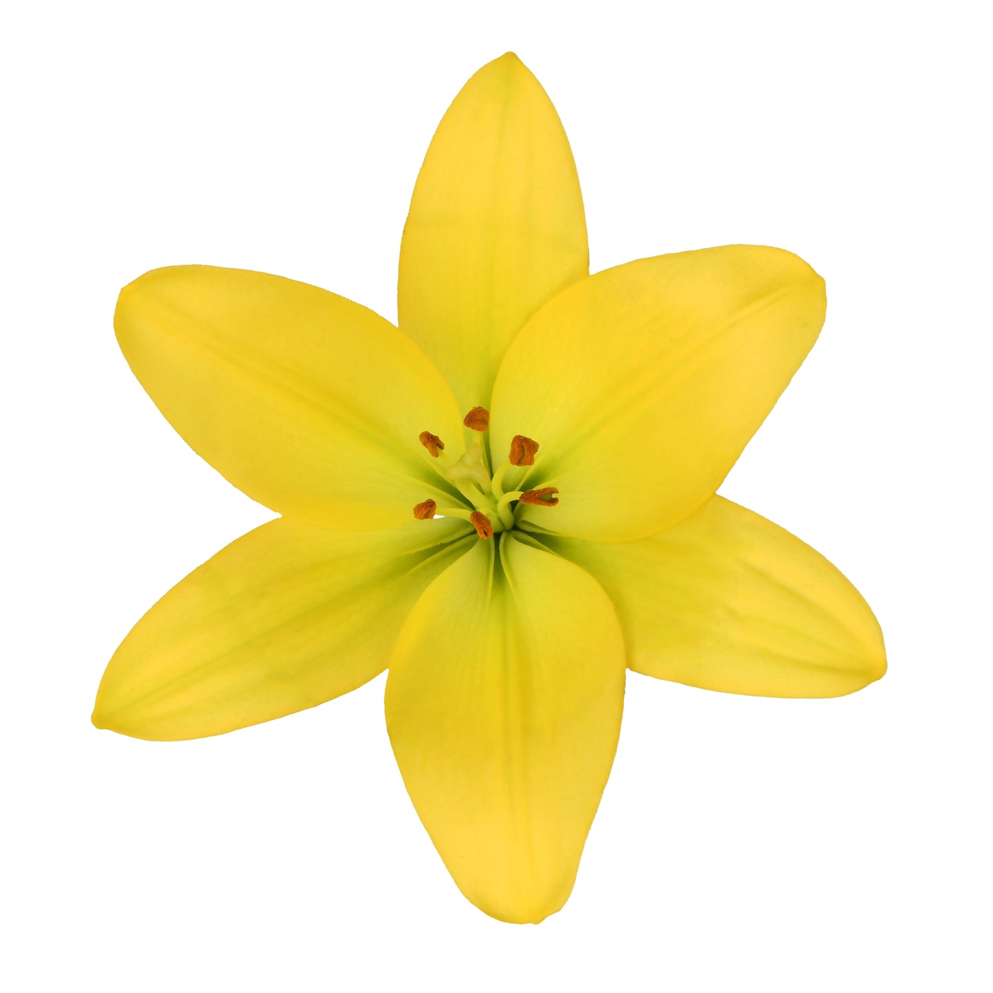 LILY LA HY YELLOW 3/5 BLM 100 S/H