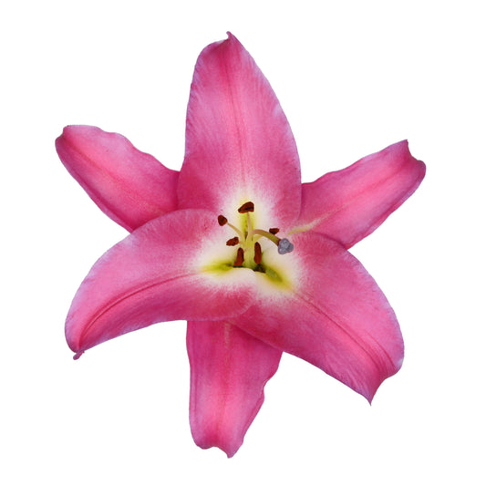 LILY COMPETITION 3/5 BLM 70 S/H