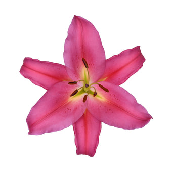 compare product LILY TARRANGO 3/5 BLM 70 S/H