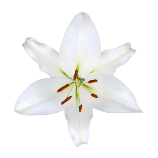 Esmeralda_Lilium-Oriental_Zambesi_White.jpg