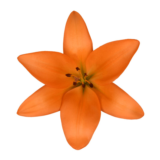 LILY LA HY ORANGE 3/5 BLM 60 S/Q