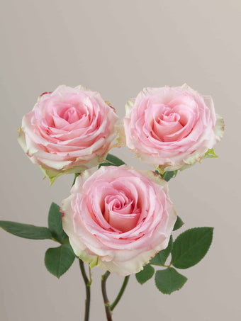 compare product Roses Light Pink Esperance 40cm