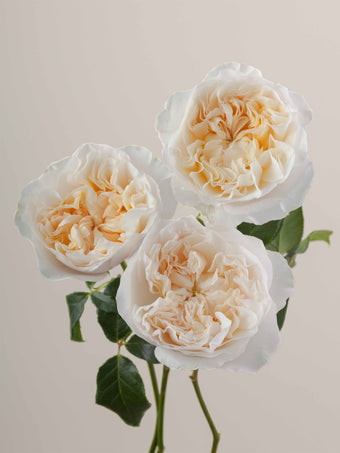 compare product Roses Cream Eugenie 70cm
