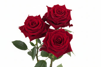 compare product Roses Red Explorer 70cm