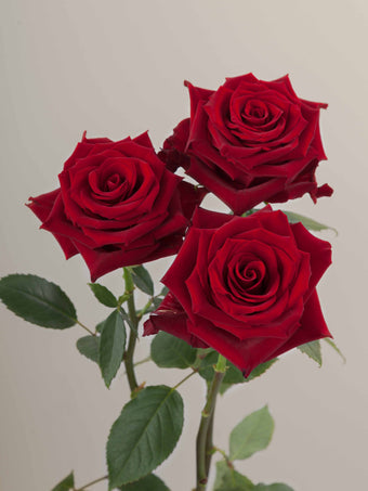 compare product Roses Red Explorer 60cm