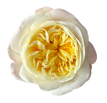compare product FATIMA GARDEN Novelty Rose 70