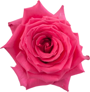 compare product FULL MONTY Hot pink Rose 50