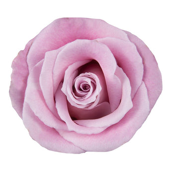 compare product Rose Ecuador 50cm Pink Faith
