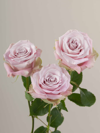 compare product Roses Light Pink Faith 70cm