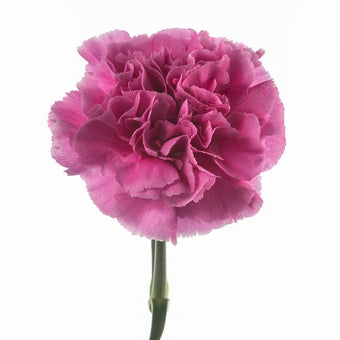 compare product Carnation Select Lavender Farida