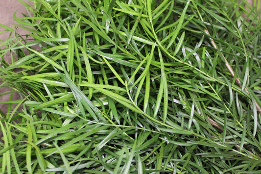 Podocarpus Weeping - 25 Pack