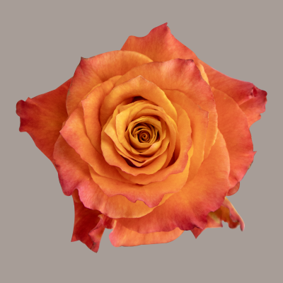 Garden Rose Free Spirit Bicolor 50 Cm