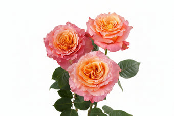 compare product Roses Orange Bi-Color Free Spirit 50cm