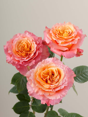 compare product Roses Orange Bi-Color Free Spirit 70cm