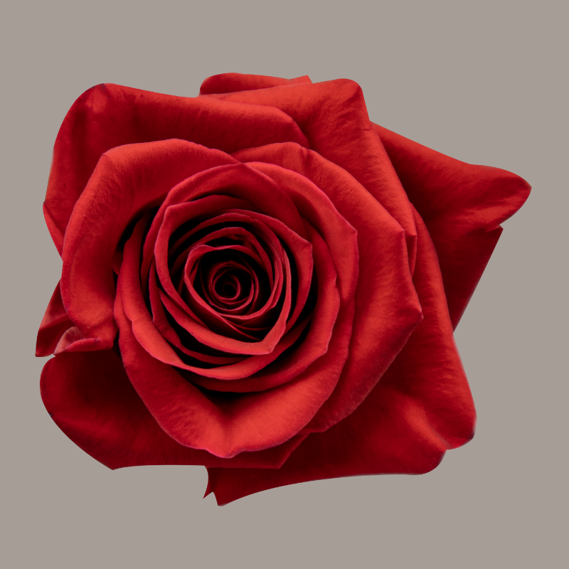 Red Roses Freedom Red 60Cm