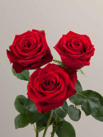 compare product Roses Red Freedom 60cm